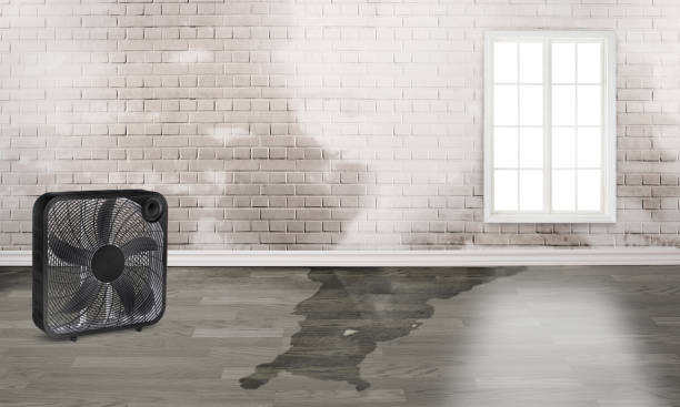 Best Basement water damage restoration  in Radford, VA